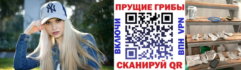 купить наркоту Шилка Галлюциногенные грибы мицелий